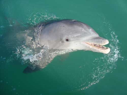 Kid friendly daytime dolphin cruises