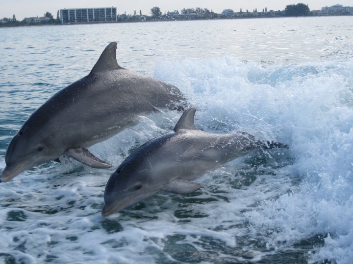 playful dolphins in siesta key during a dolphin crouise