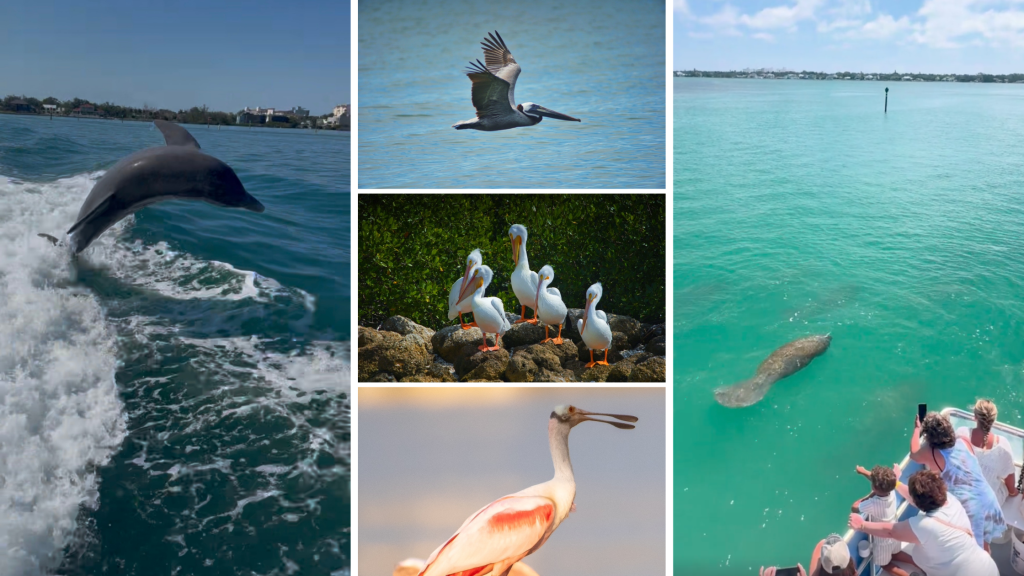 Dolphin Tours