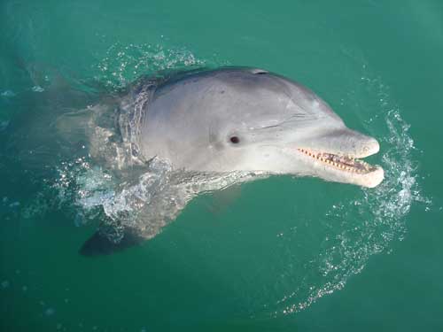 closeup with dolphins