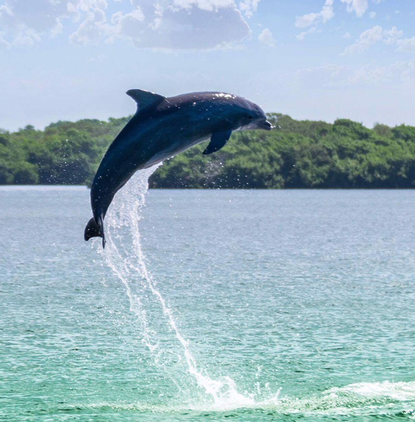 dolphin boat tours sarasota fl