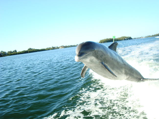 Flying dolphin-How fun!