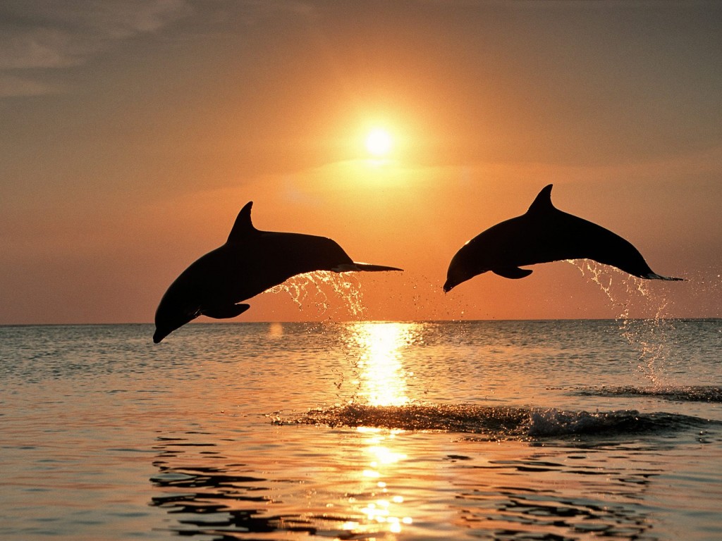 Dolphiins at sunset